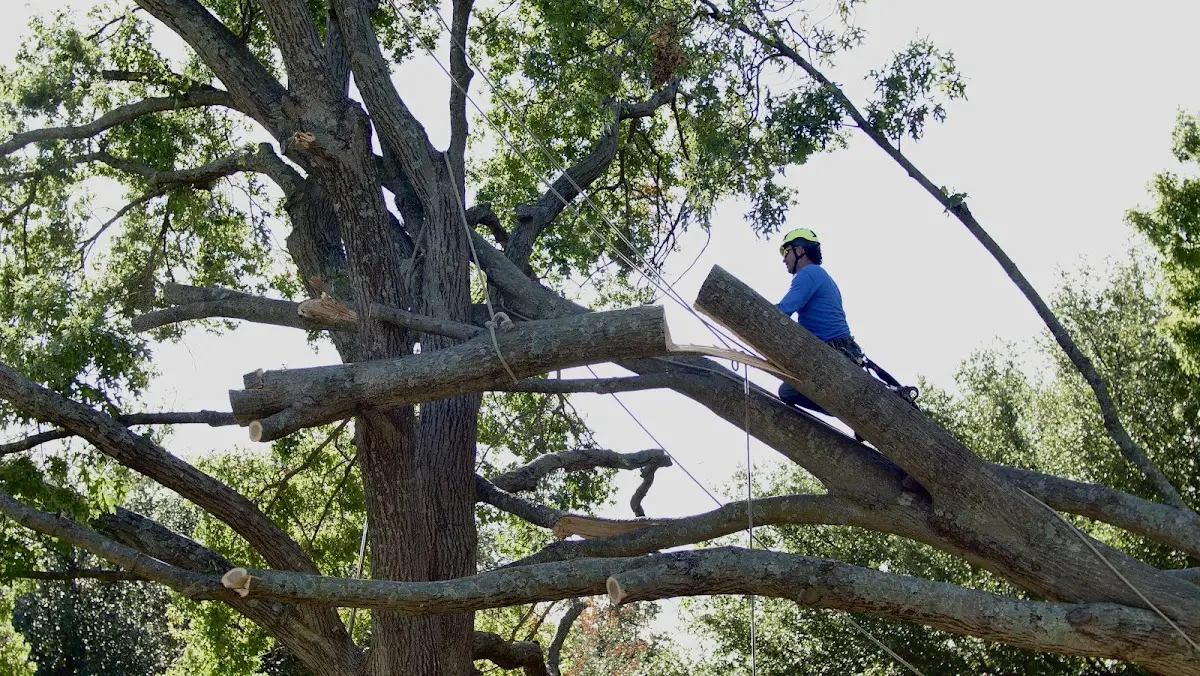 Professional Crown Thinning performed by certified arborists in Combs