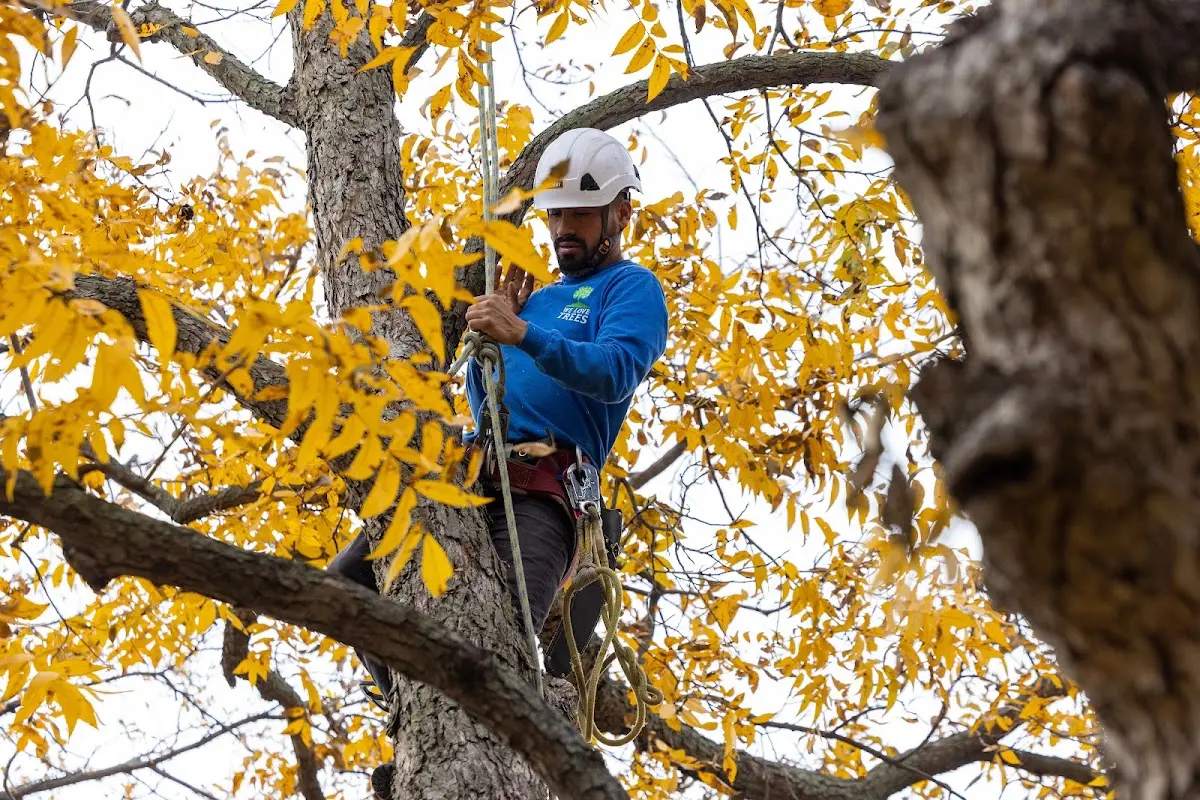 Skilled Tree Planting crew working in Combs